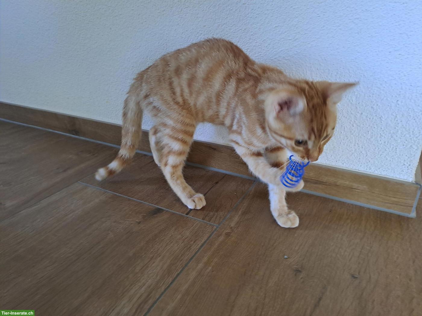 Bild 4: Süsser junger Kater, rot-getigert