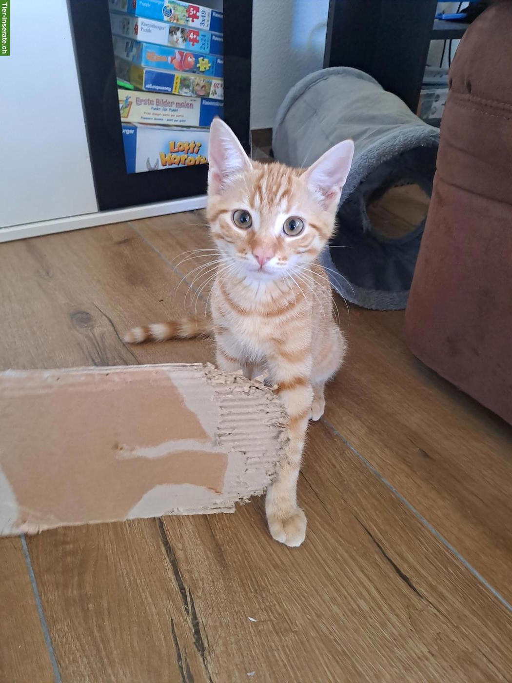 Bild 5: Süsser junger Kater, rot-getigert