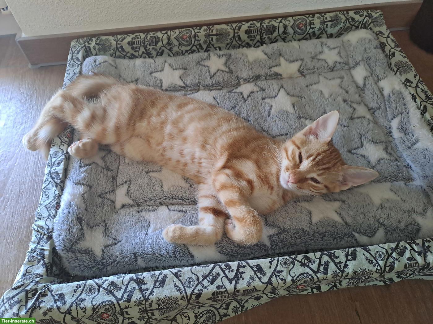 Bild 6: Süsser junger Kater, rot-getigert
