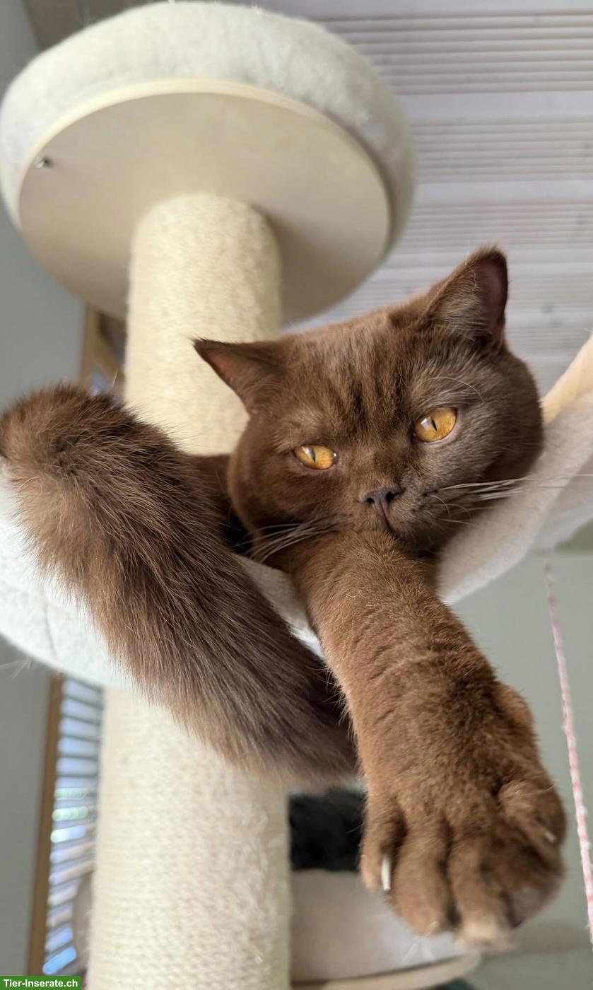Wunderschöner BKH-Deckkater in Chocolate, unser Schmusekater Diego 🤎