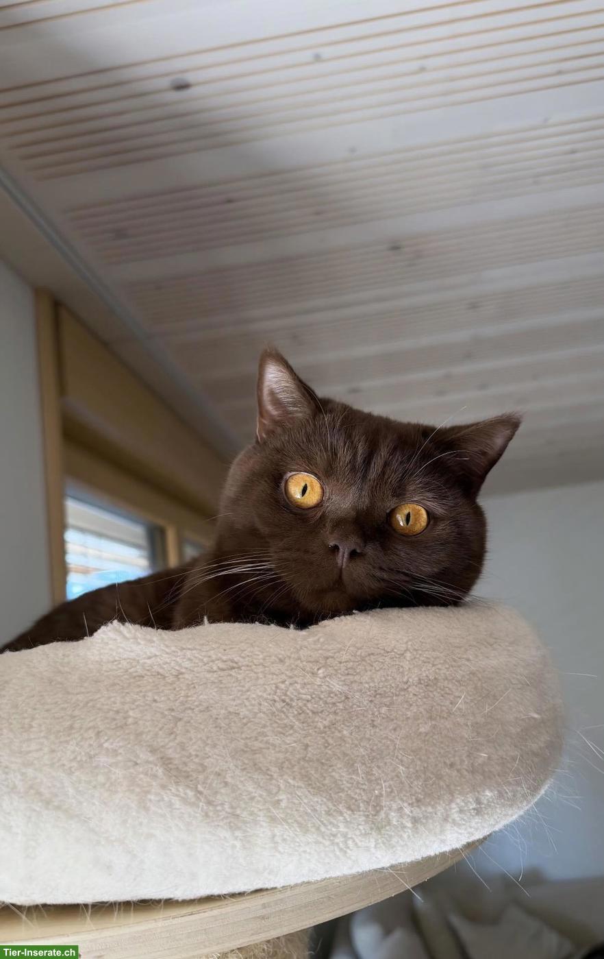 Bild 2: Wunderschöner BKH-Deckkater in Chocolate, unser Schmusekater Diego 🤎