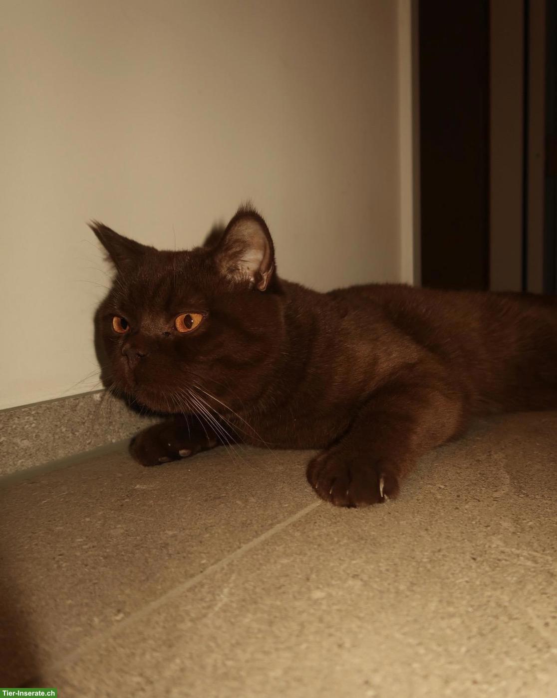 Bild 3: Wunderschöner BKH-Deckkater in Chocolate, unser Schmusekater Diego 🤎