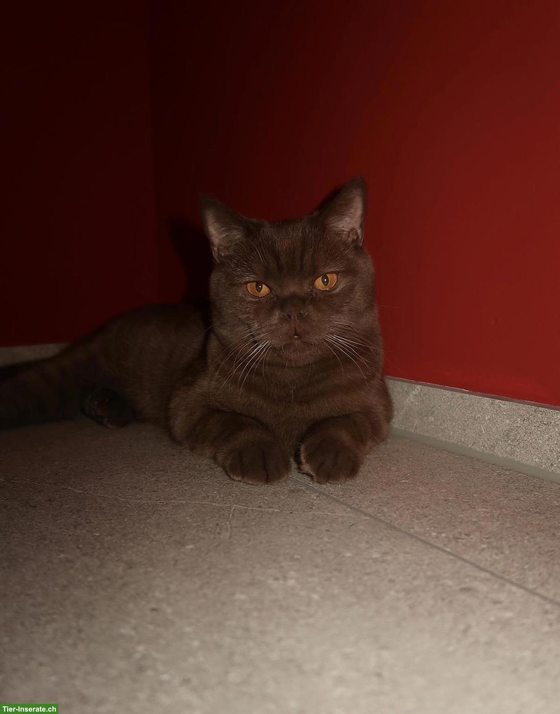 Bild 4: Wunderschöner BKH-Deckkater in Chocolate, unser Schmusekater Diego 🤎