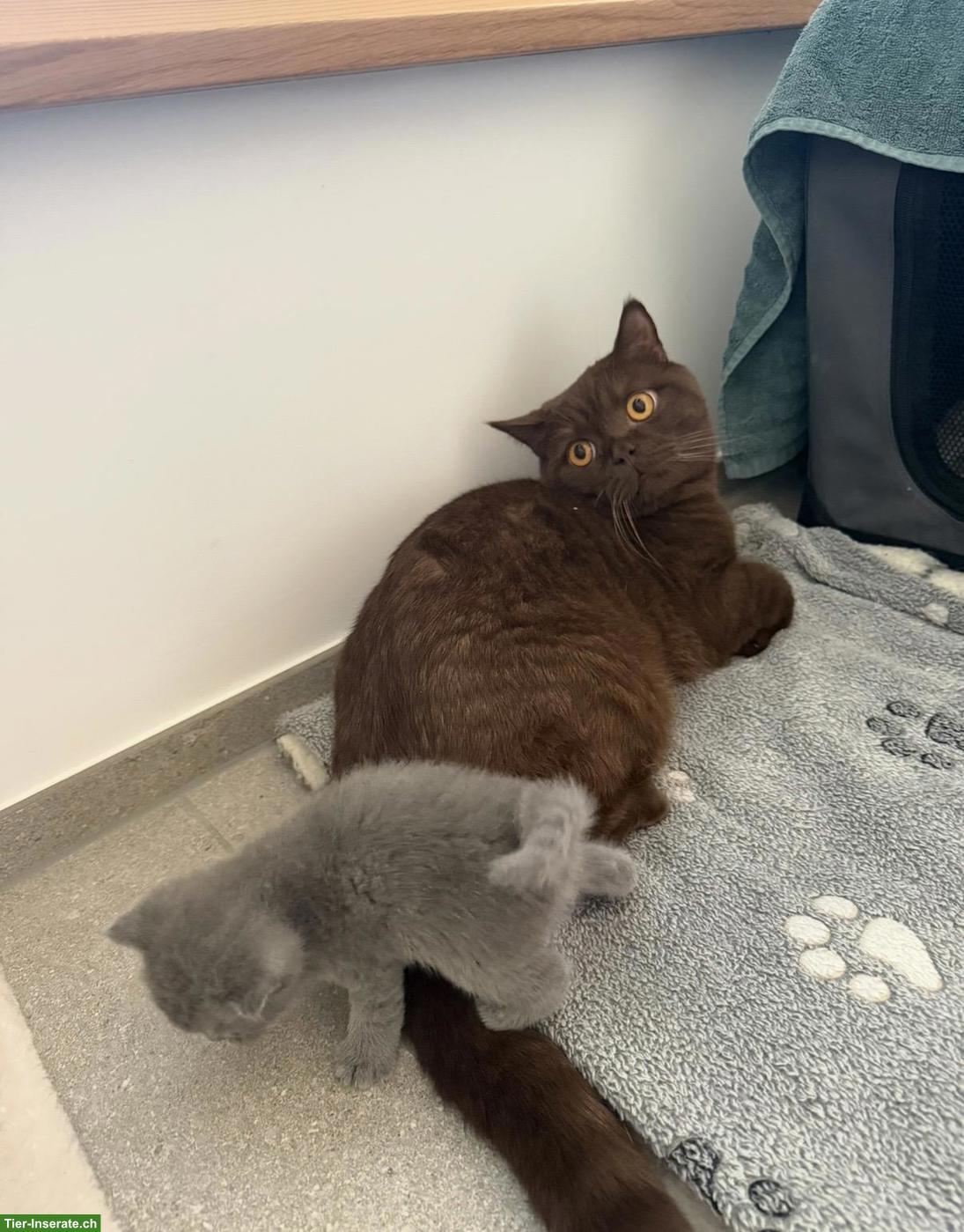 Bild 6: Wunderschöner BKH-Deckkater in Chocolate, unser Schmusekater Diego 🤎