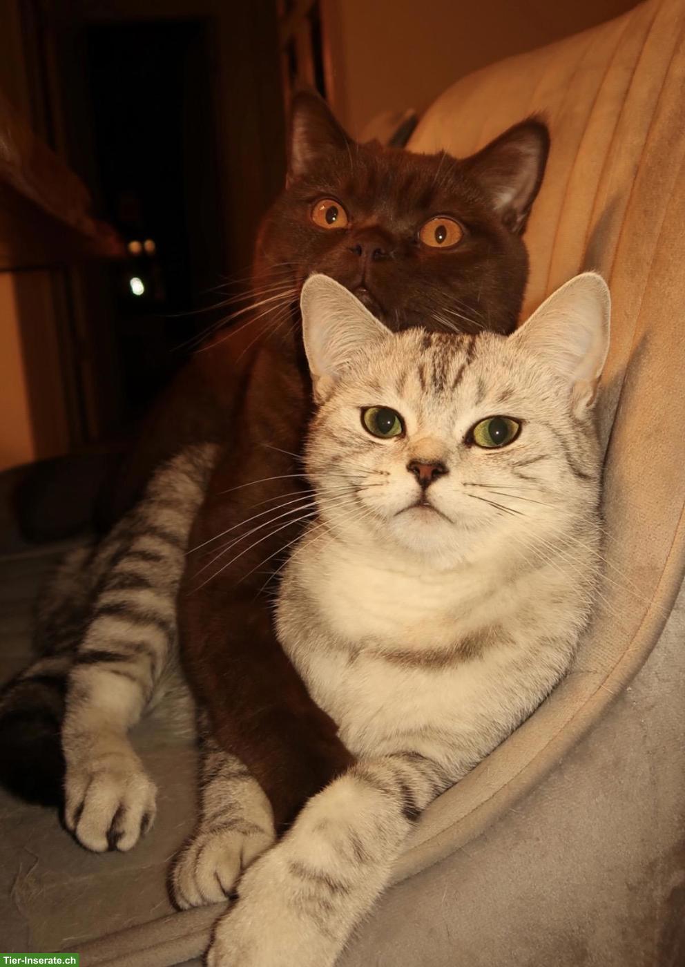 Bild 7: Wunderschöner BKH-Deckkater in Chocolate, unser Schmusekater Diego 🤎