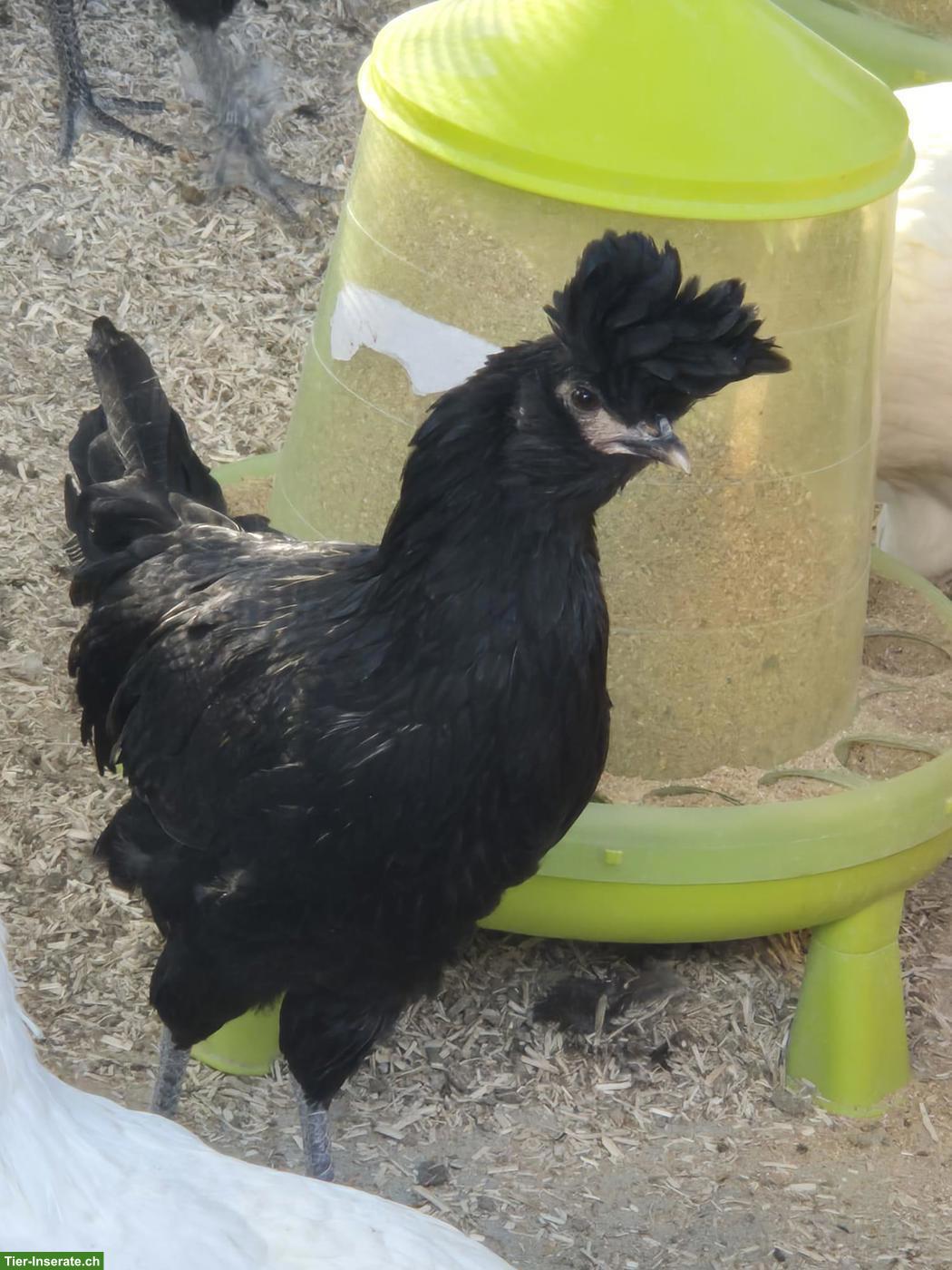 Appenzeller Spitzhauben, Polverara und Tirolerhuhn