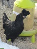 Appenzeller Spitzhauben, Polverara und Tirolerhuhn