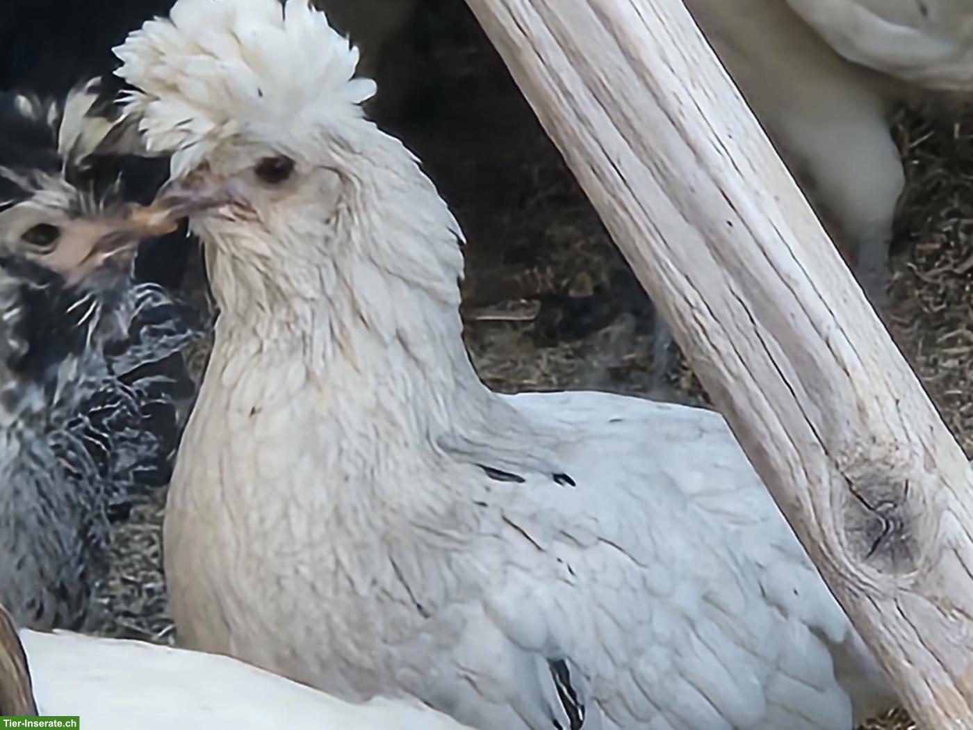 Bild 2: Appenzeller Spitzhauben, Polverara und Tirolerhuhn
