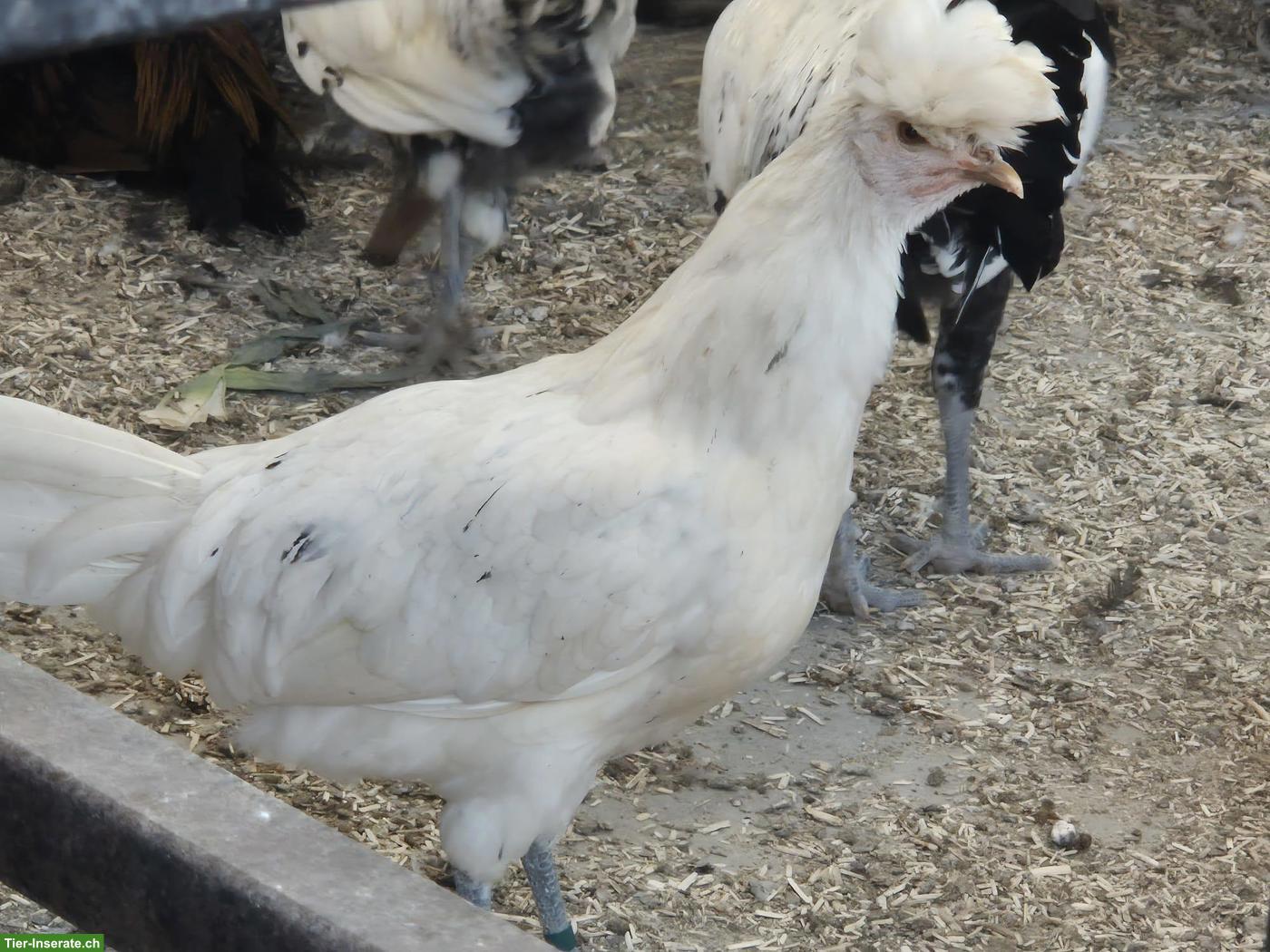 Bild 3: Appenzeller Spitzhauben, Polverara und Tirolerhuhn