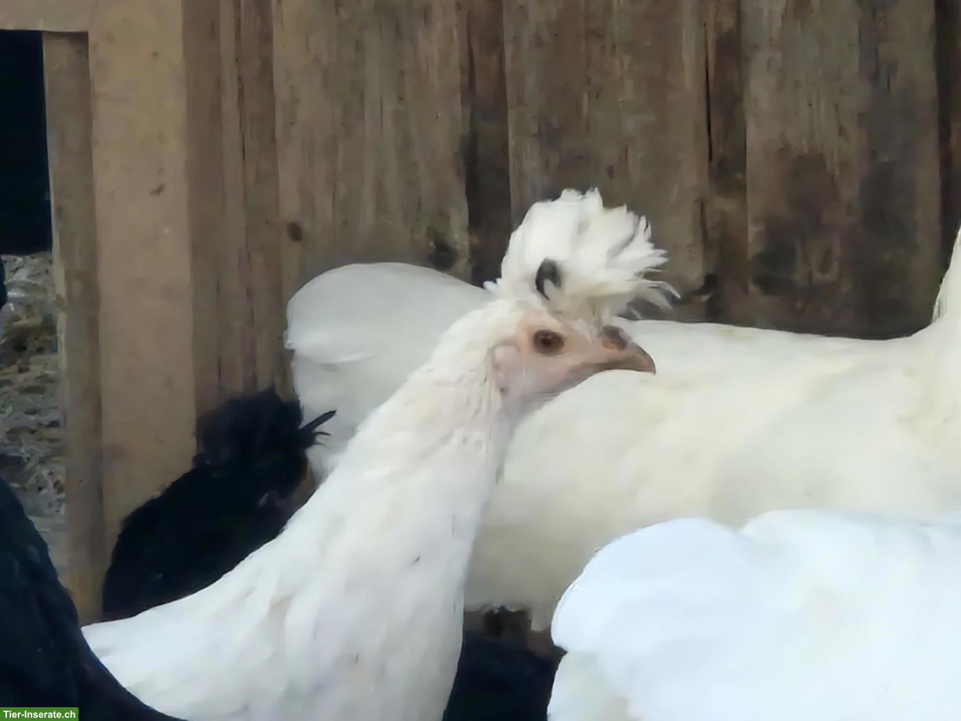 Bild 4: Appenzeller Spitzhauben, Polverara und Tirolerhuhn