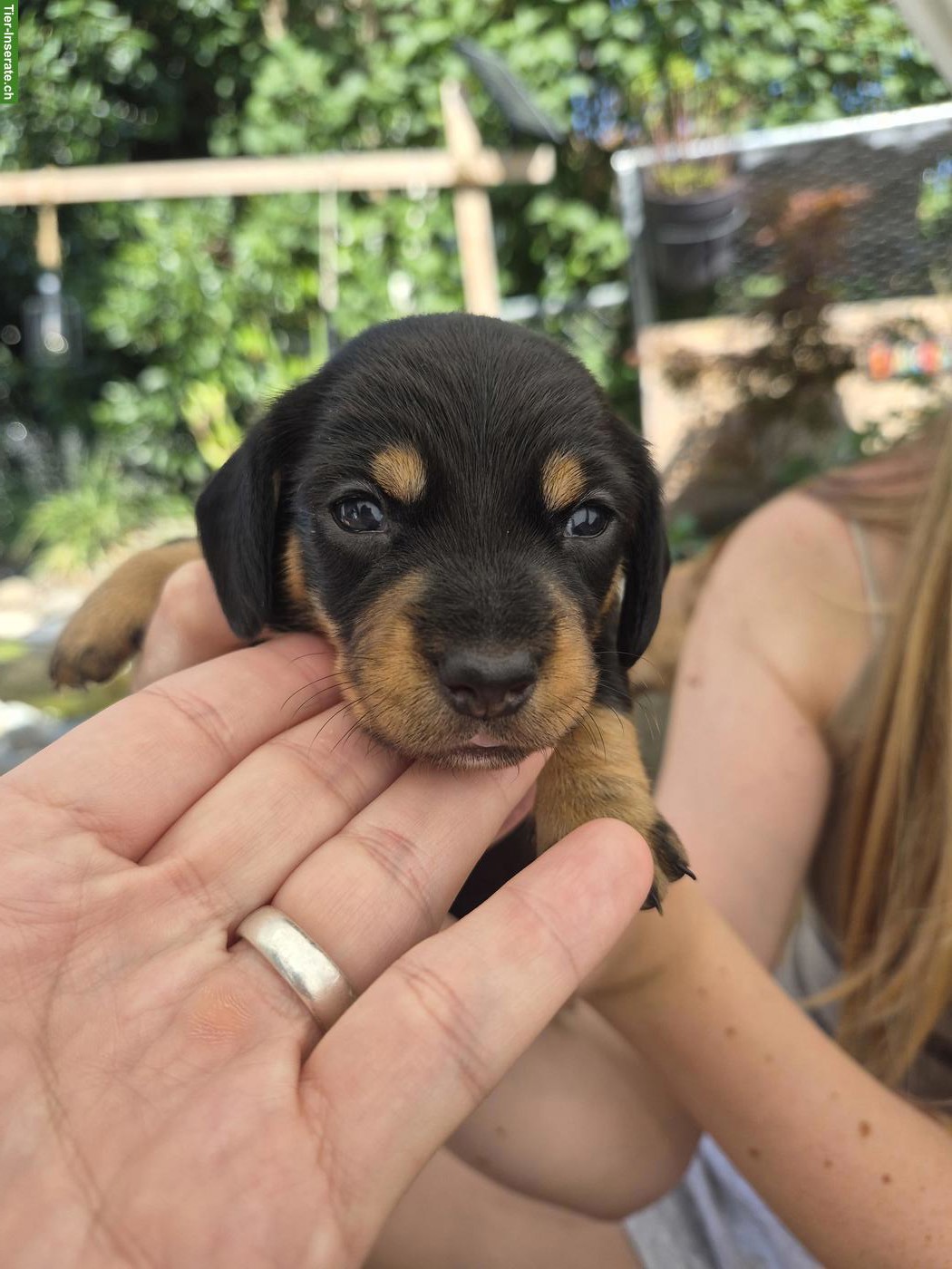 Dackel Welpen, dunkel schoko & black tan