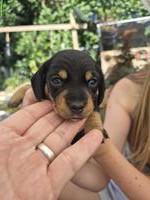 Dackel Welpen, dunkel schoko & black tan