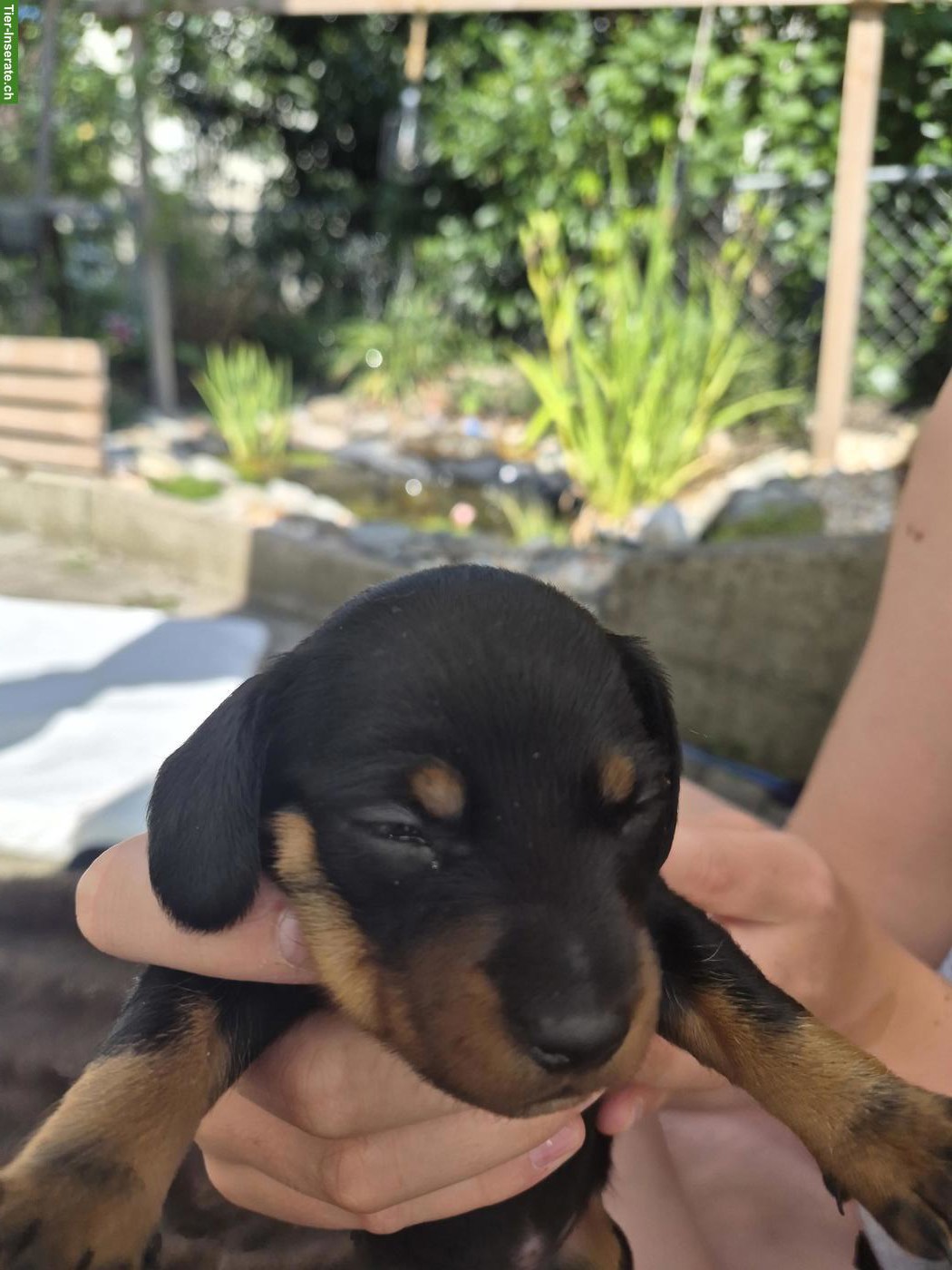 Bild 3: Dackel Welpen, dunkel schoko & black tan