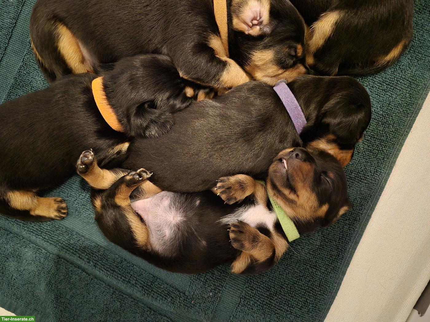Bild 4: Dackel Welpen, dunkel schoko & black tan