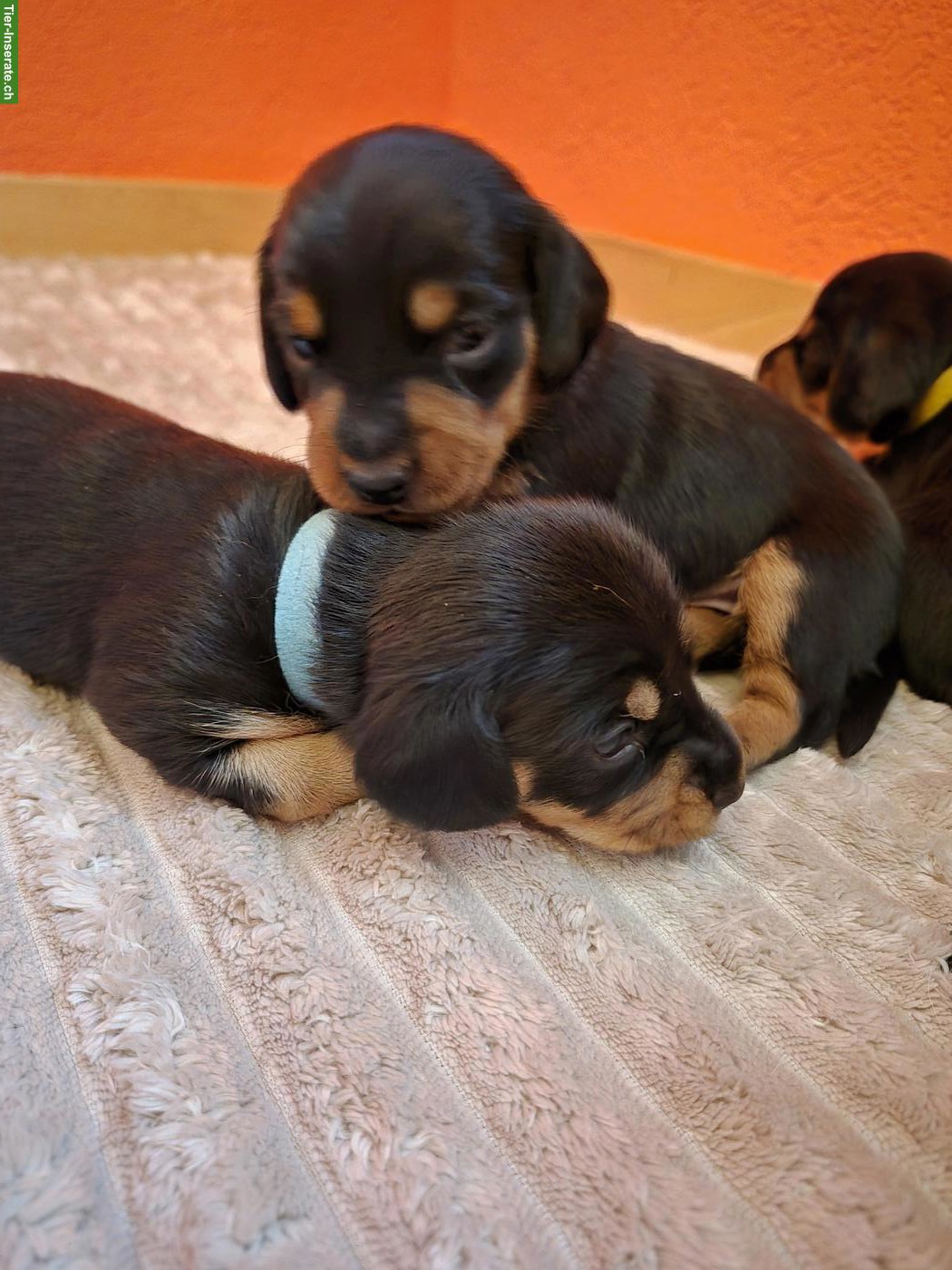 Bild 6: Dackel Welpen, dunkel schoko & black tan