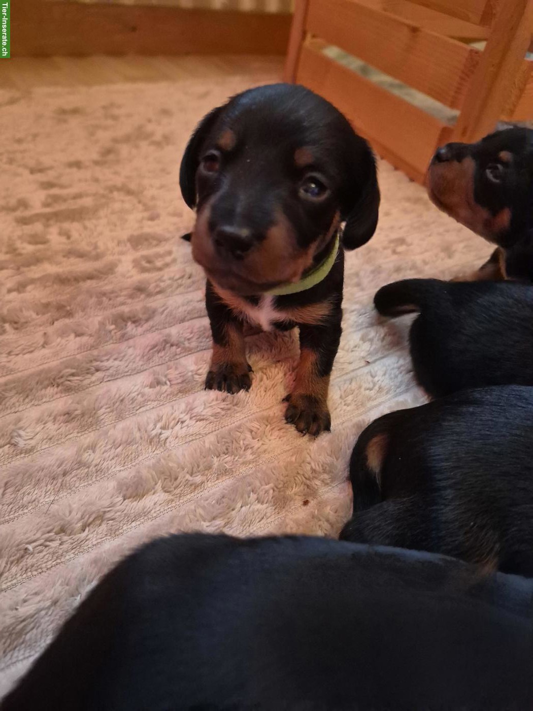 Bild 7: Dackel Welpen, dunkel schoko & black tan