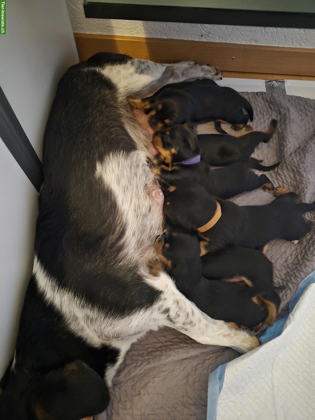 Bild 8: Dackel Welpen, dunkel schoko & black tan