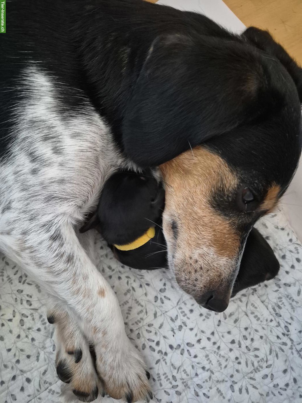 Bild 9: Dackel Welpen, dunkel schoko & black tan