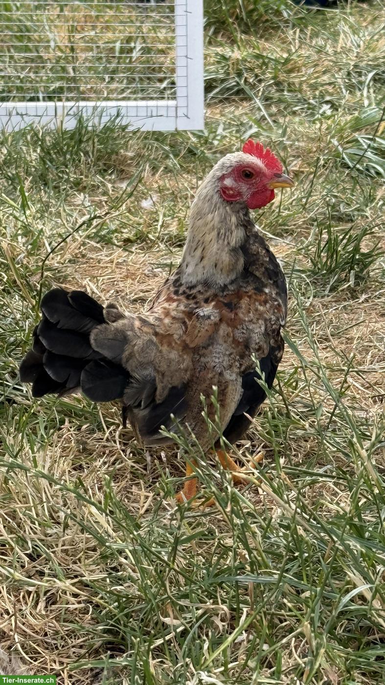 Bild 8: Serama Junghähne suchen ihre Hühnerschar