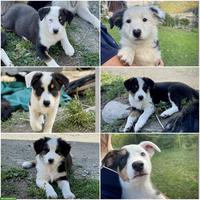 Australian Shepherd x Border Collie Mix Welpen