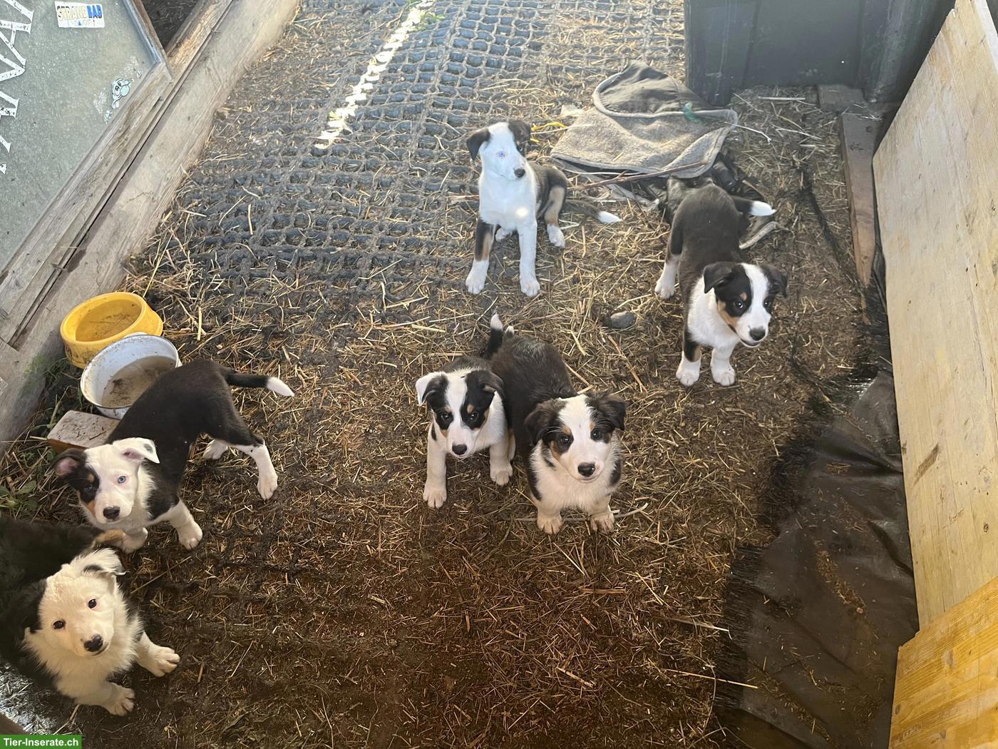 Bild 2: Australian Shepherd x Border Collie Mix Welpen