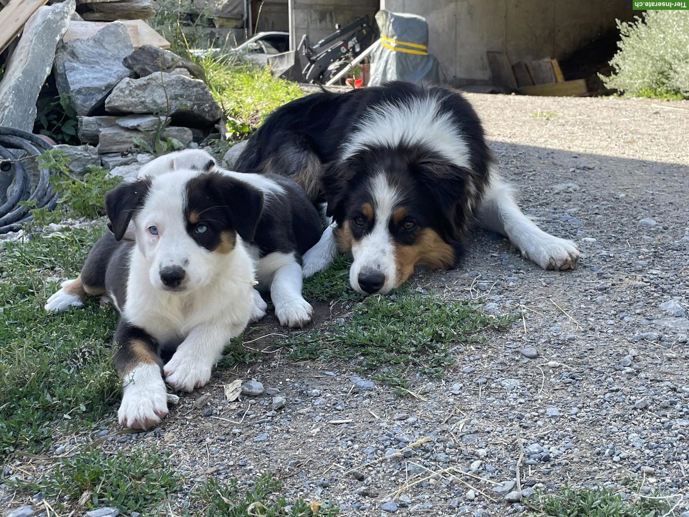 Bild 3: Australian Shepherd x Border Collie Mix Welpen