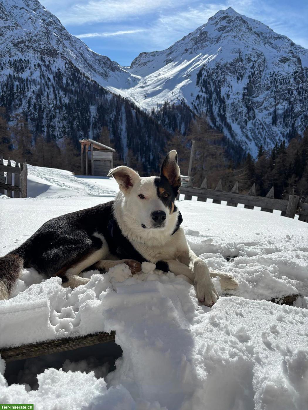 Bild 4: Australian Shepherd x Border Collie Mix Welpen