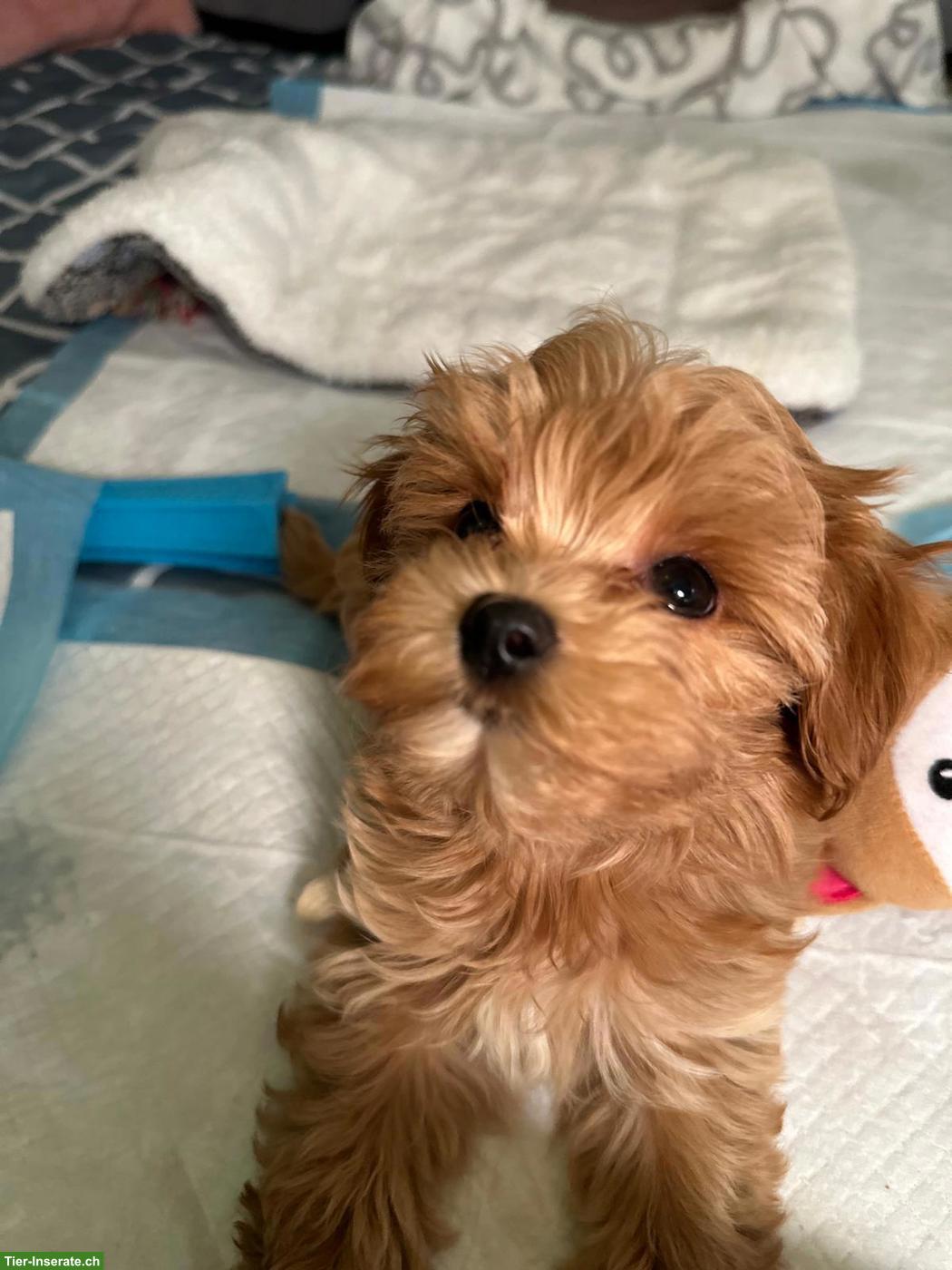 Bild 2: Zauberhafte Maltipoo Welpen (Toypudel x Mini-Malteser)