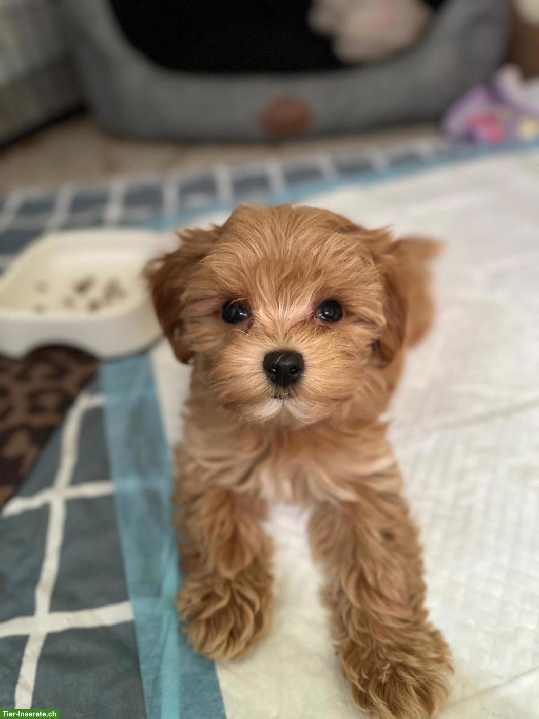 Bild 3: Zauberhafte Maltipoo Welpen (Toypudel x Mini-Malteser)