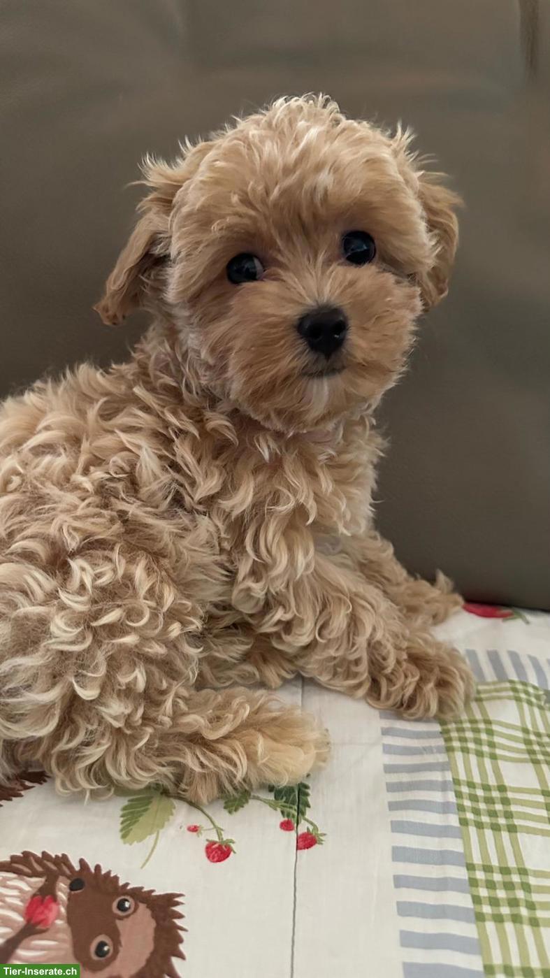 Bild 4: Zauberhafte Maltipoo Welpen (Toypudel x Mini-Malteser)