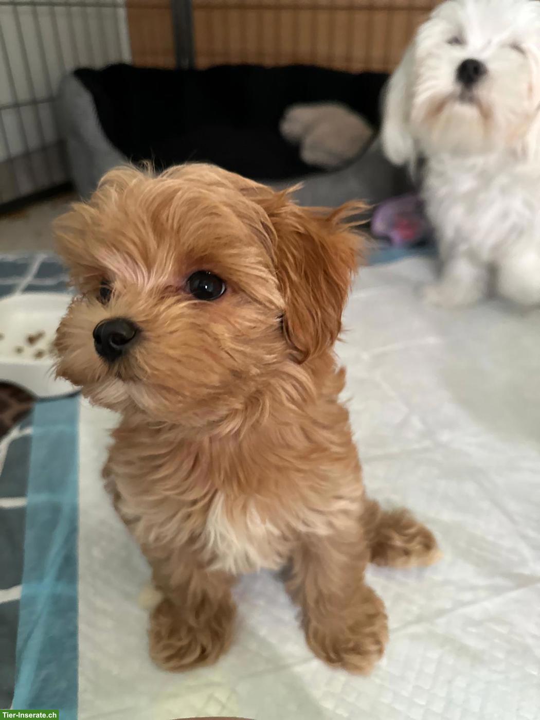 Bild 5: Zauberhafte Maltipoo Welpen (Toypudel x Mini-Malteser)