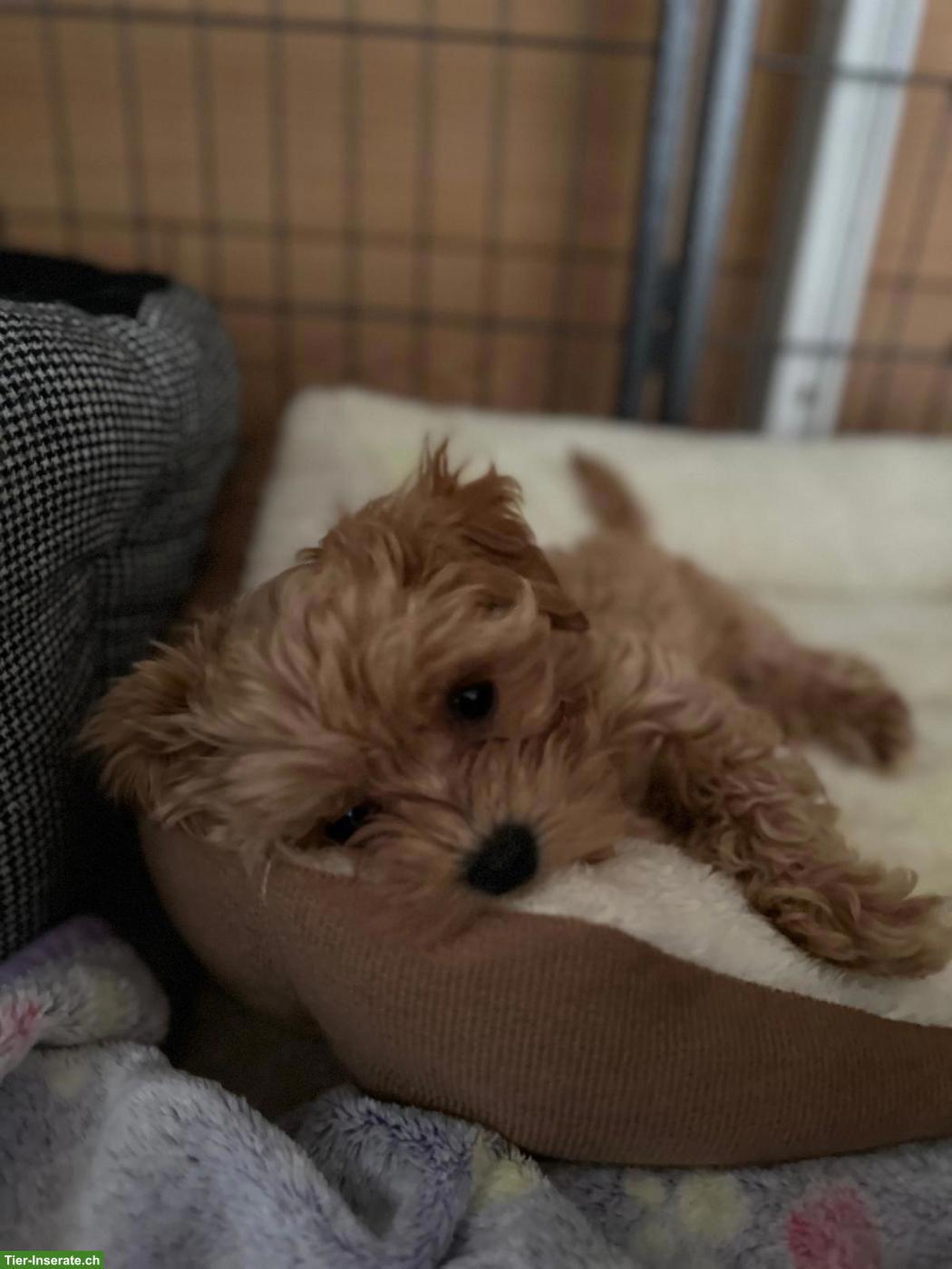 Bild 6: Zauberhafte Maltipoo Welpen (Toypudel x Mini-Malteser)