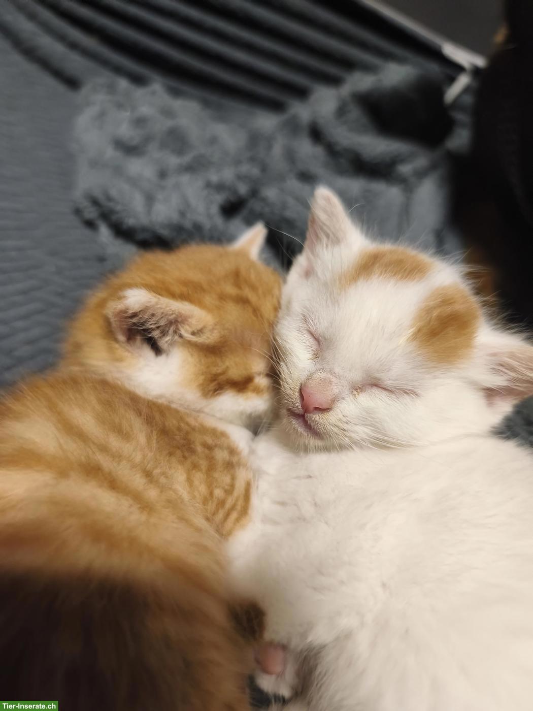 Kitten abzugeben, 2 rot-weisse Kater