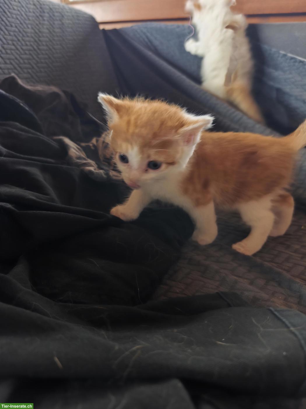 Bild 10: Kitten abzugeben, 2 rot-weisse Kater