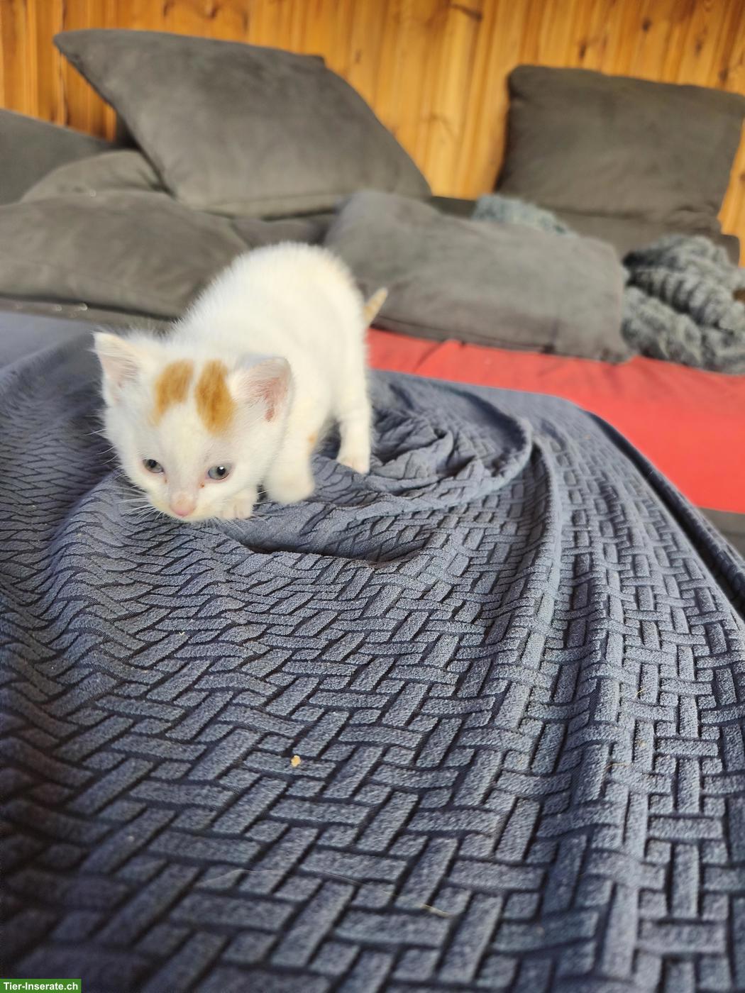 Bild 2: Kitten abzugeben, 2 rot-weisse Kater