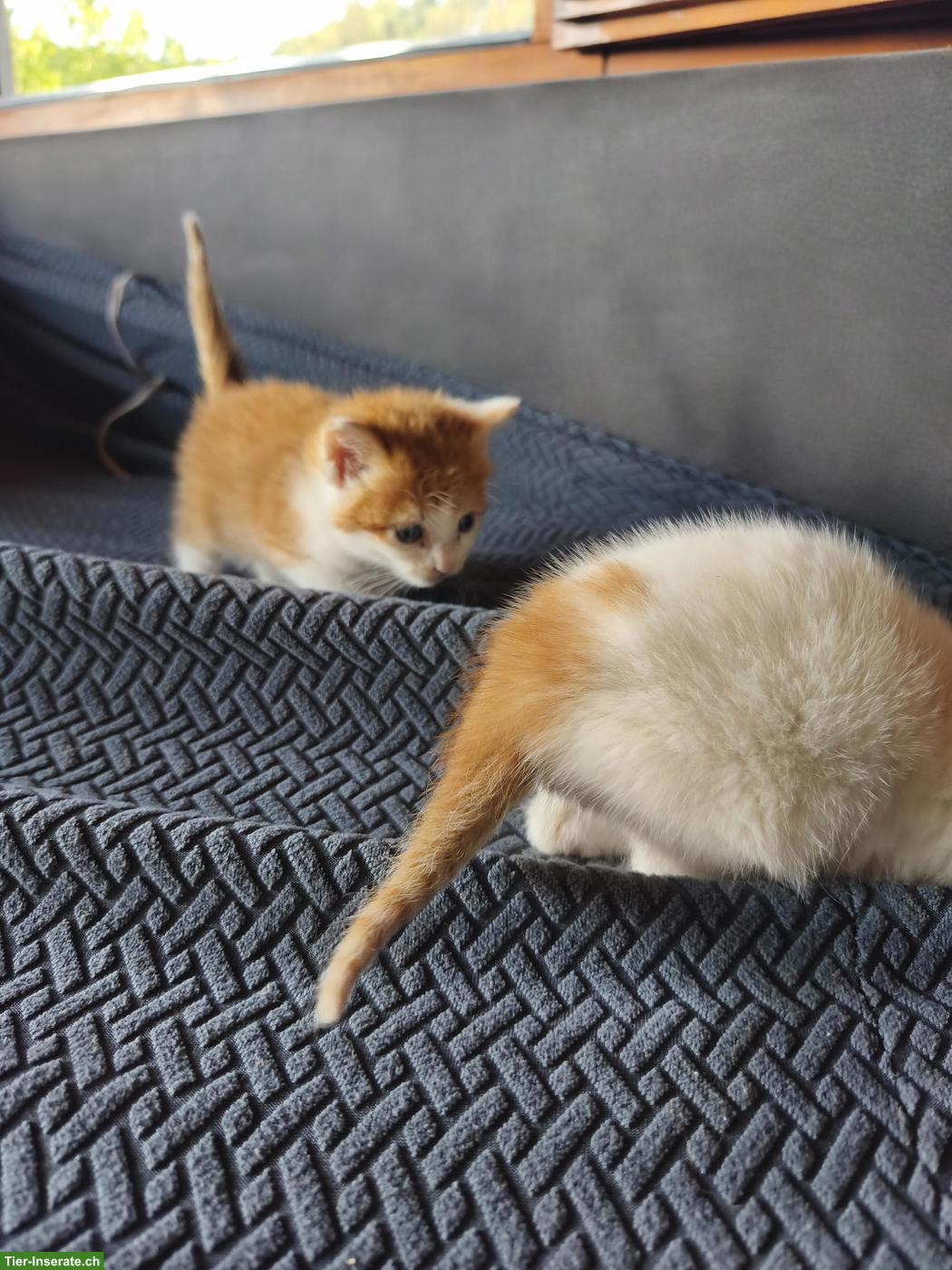 Bild 3: Kitten abzugeben, 2 rot-weisse Kater