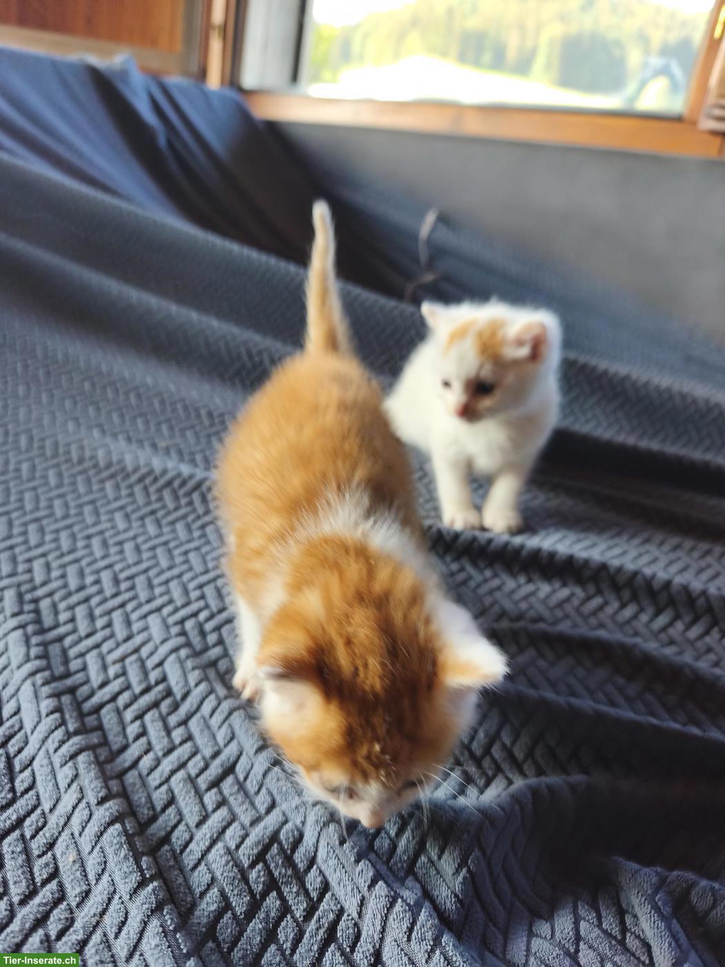 Bild 4: Kitten abzugeben, 2 rot-weisse Kater