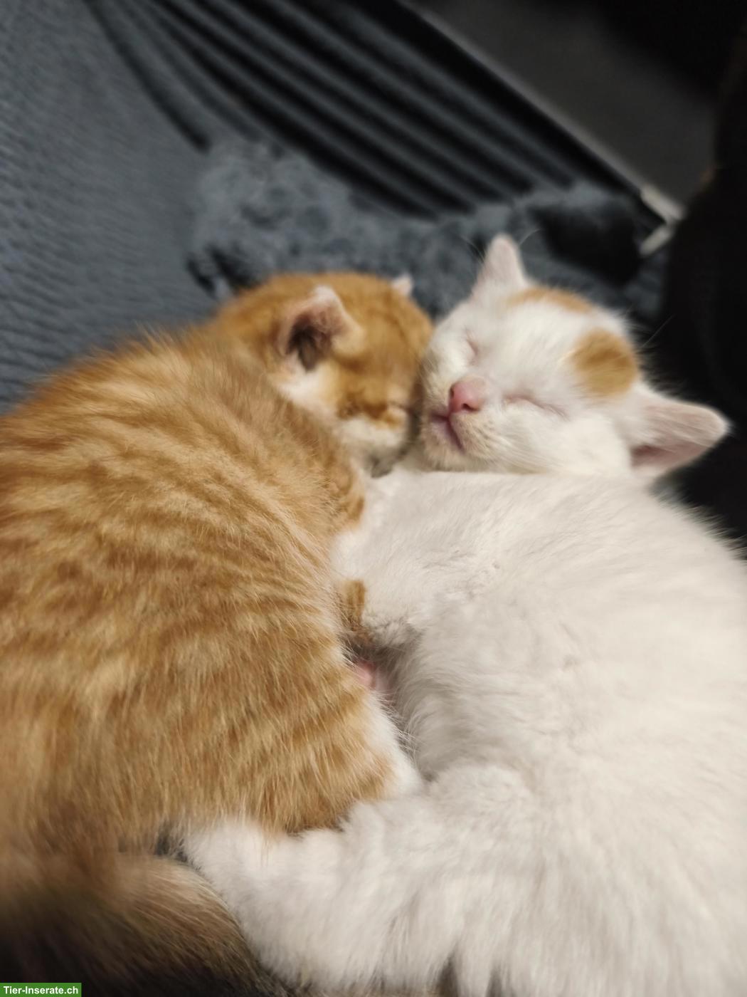 Bild 6: Kitten abzugeben, 2 rot-weisse Kater