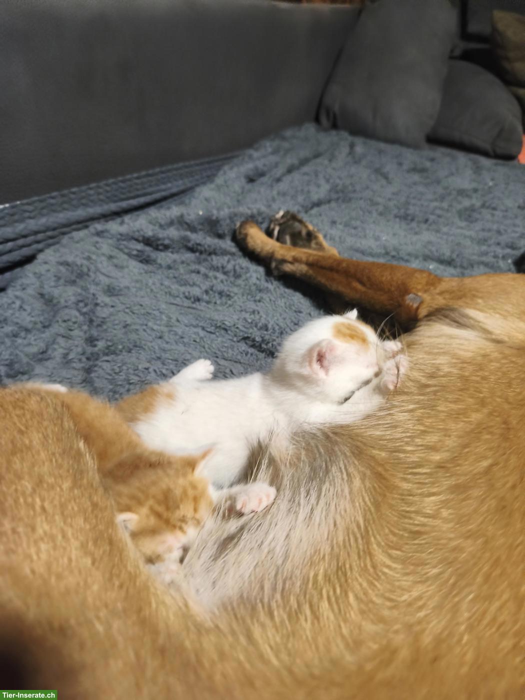Bild 7: Kitten abzugeben, 2 rot-weisse Kater