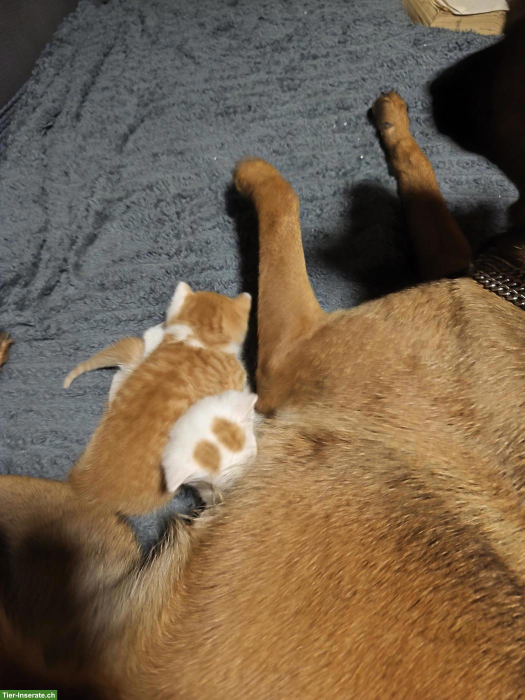 Bild 8: Kitten abzugeben, 2 rot-weisse Kater
