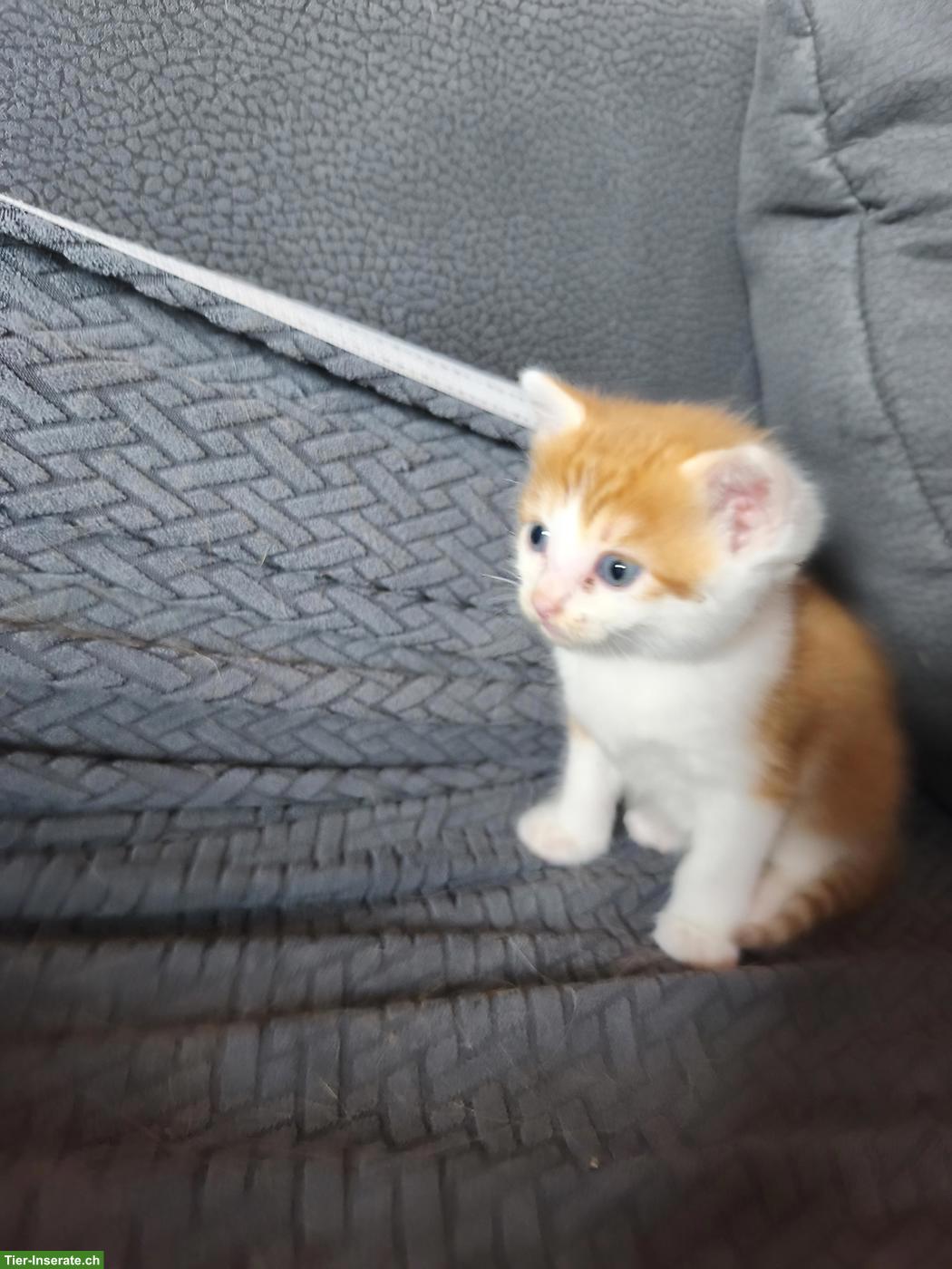 Bild 9: Kitten abzugeben, 2 rot-weisse Kater