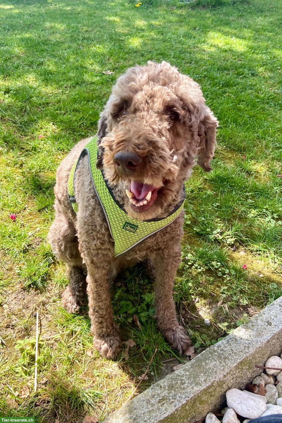 Bild 2: Liebevoller Labradoodle Rüde