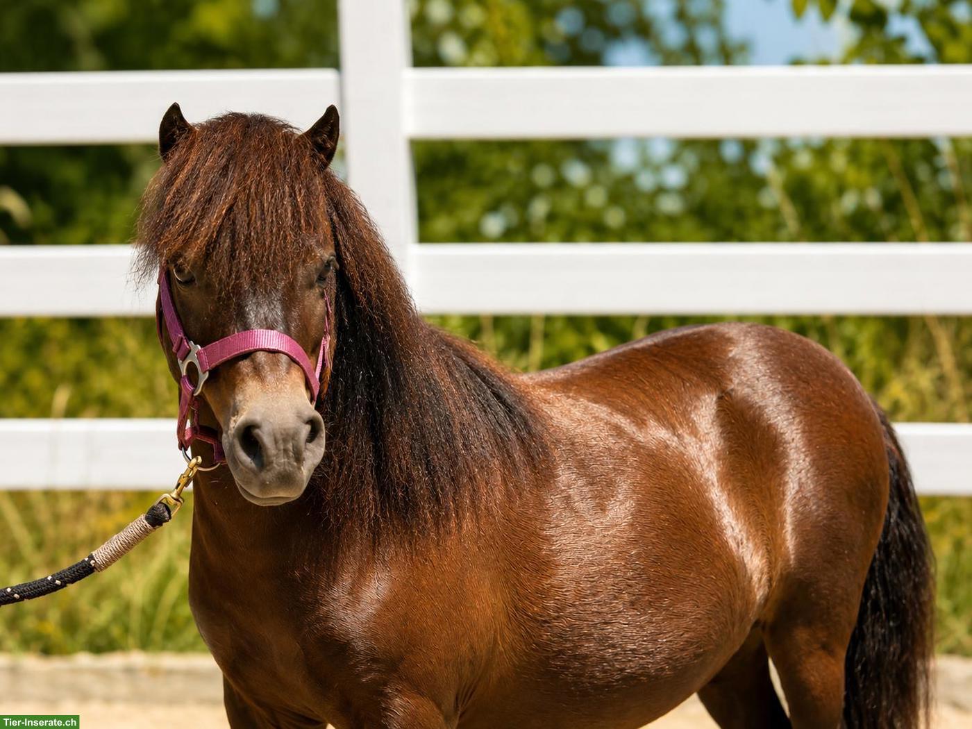 Mini Shetlandponys, Stuten, mit vollem Papier