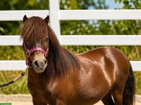 Mini Shetlandponys, Stuten, mit vollem Papier