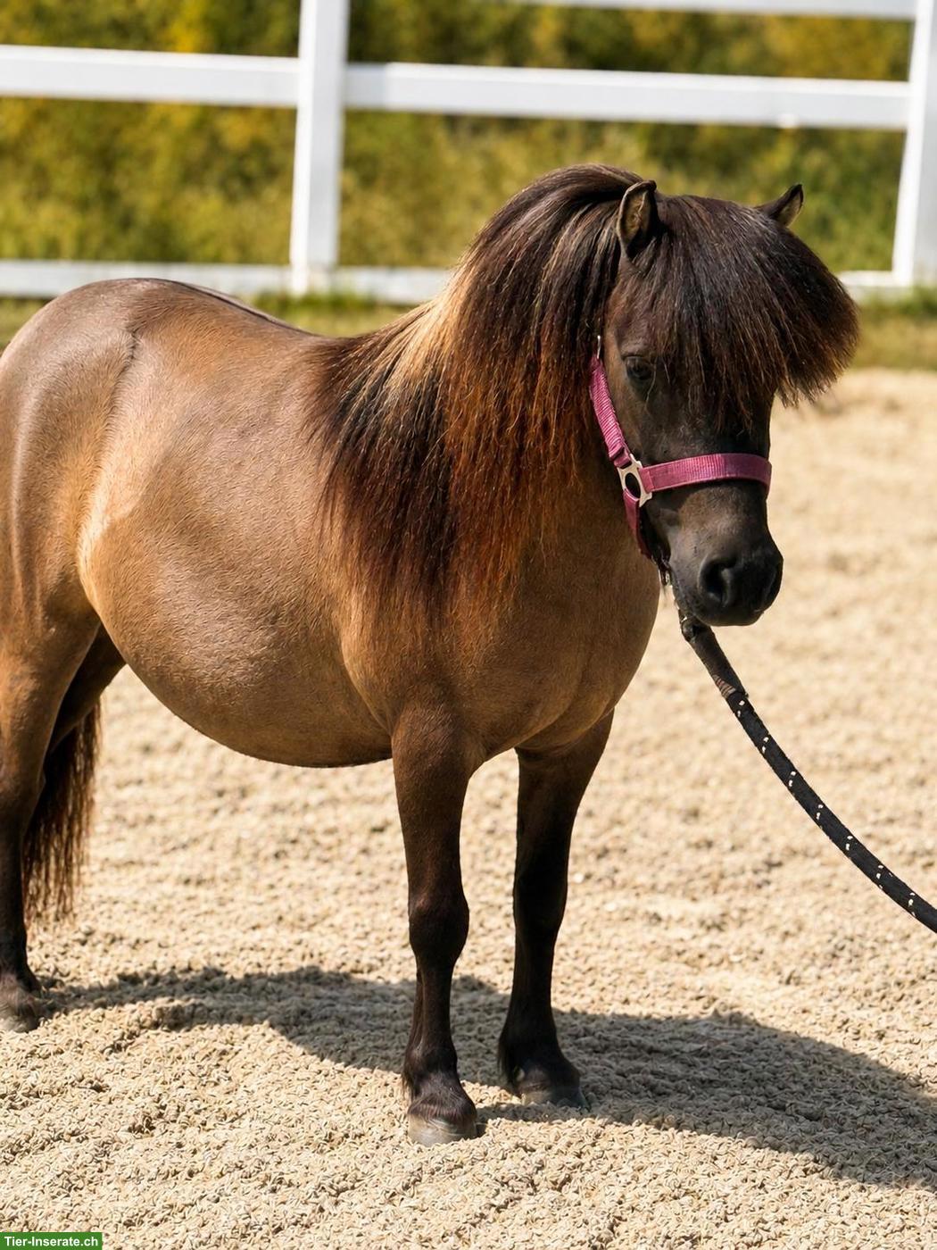 Wunderschöne Shetlandpony-Stute mit vollem Papier