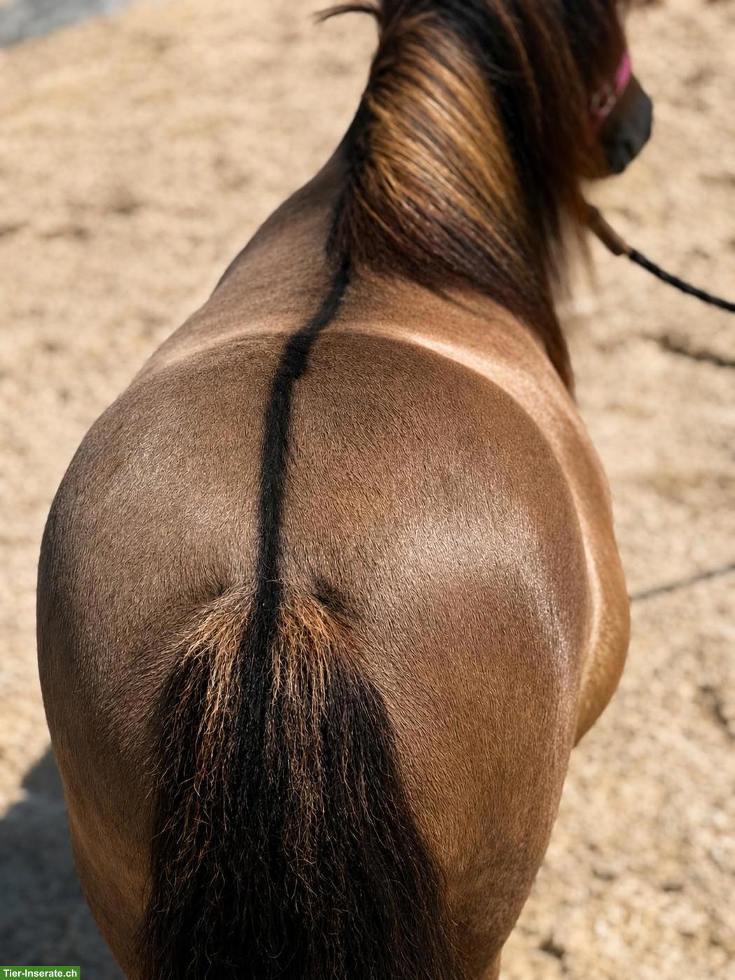 Bild 2: Wunderschöne Shetlandpony-Stute mit vollem Papier
