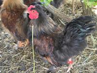 Serama x Seidenhuhn Mix Hähne