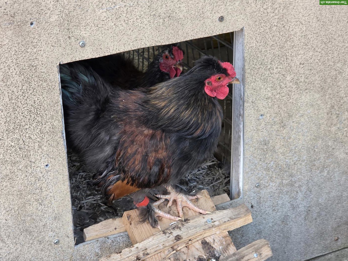 Bild 2: Serama x Seidenhuhn Mix Hähne
