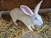 Junger Belgische Riesen Kaninchen Mix, weiss