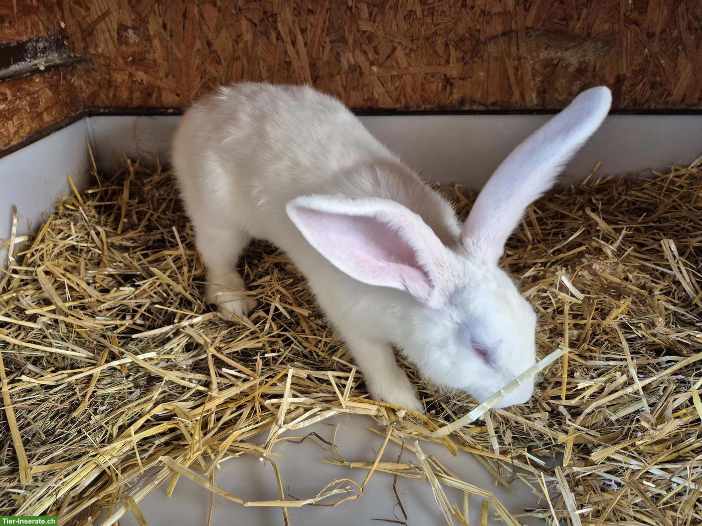 Bild 2: Junger Belgische Riesen Kaninchen Mix, weiss